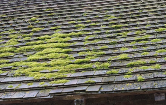 Mousse verte sur toiture en ardoise